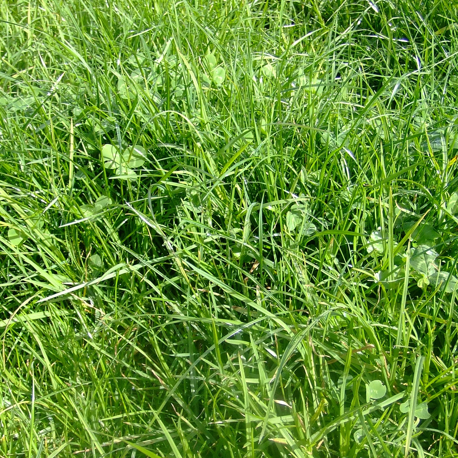 Value Sheep & Beef Mix