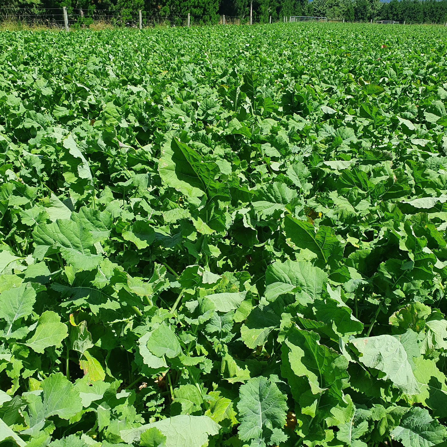Vibrant Forage Brassica