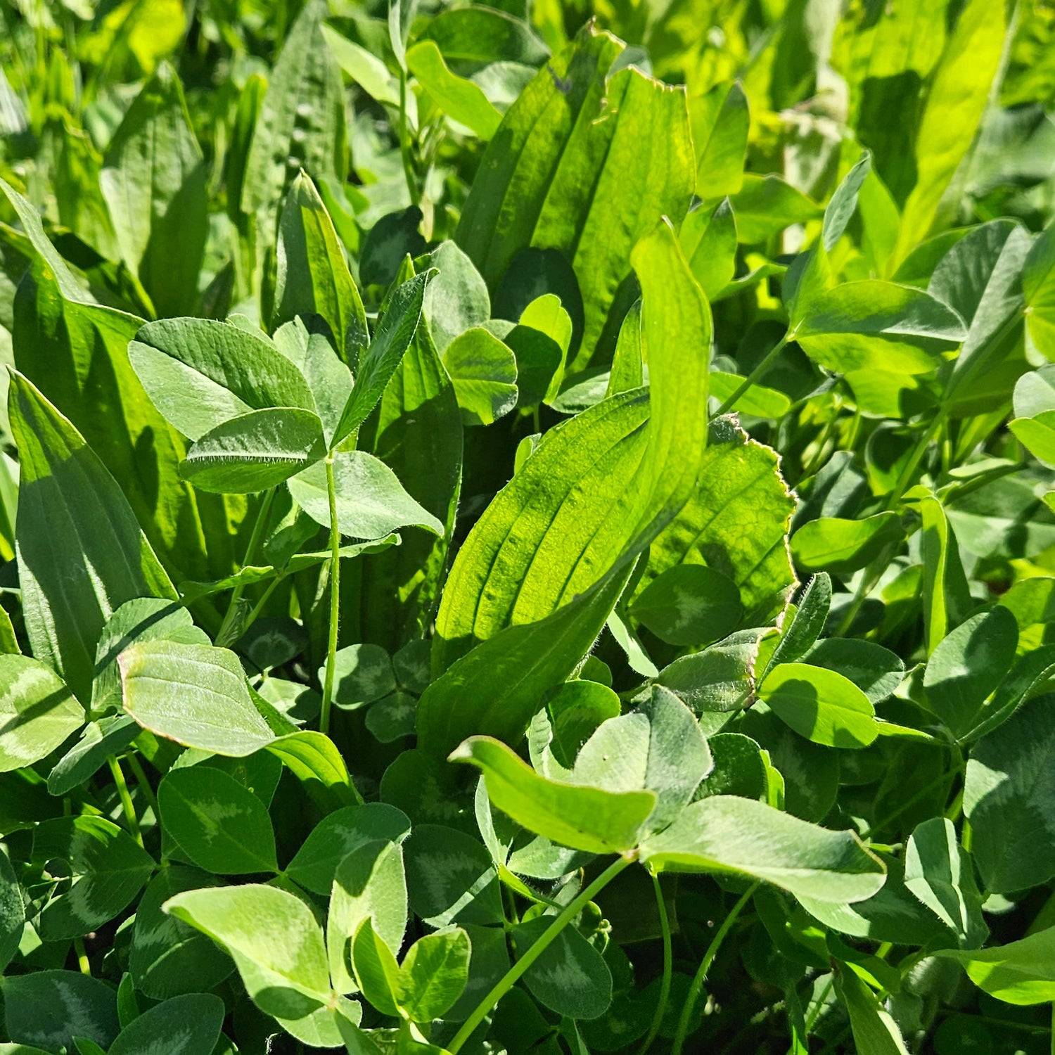 Wesco Elite Power Pak