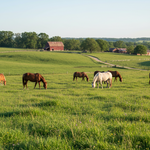 Can you create a images for horses grazing green grass
