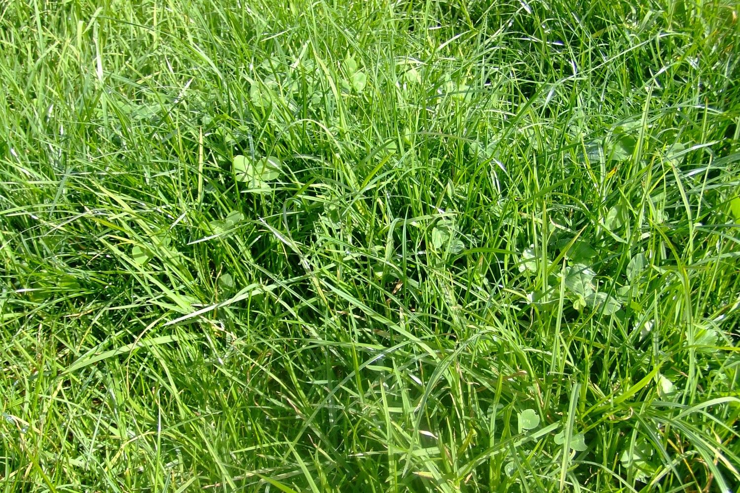 Wesco Stamina Rye Clover Plus