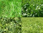 Buy bulk grass seed and organic seed online at Wesco Seeds Ltd