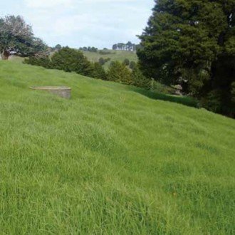 Wesco Seeds sells Italian Mulching Mix which is a seed mixture. This is excellent for autumn and spring pasture boost, great for North Island climates in New Zealand