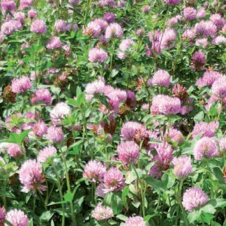 Wesco Seeds produces pasture seed such as Paeroa Red Clover seed in the South Island