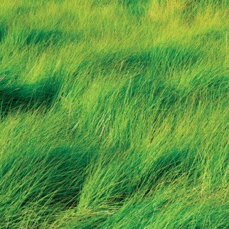Wesco sells Grass seed such as Timothy which is a type of perennial ryegrass which is nutrient rich and high yielding.