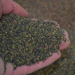 Wesco Seeds sell clover seed and other grass seed such as pasture seed lawn seed and kale seed online
