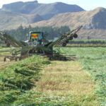 Buy grass seed bulk online at Wesco Seeds