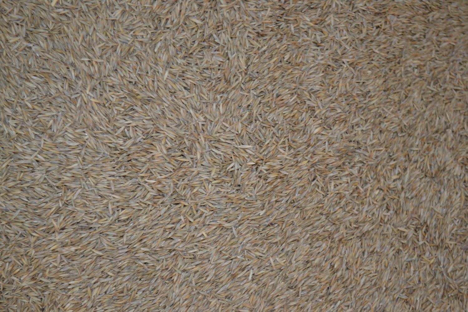 Wesco Swift Tall Fescue Grass seed buy online bulk