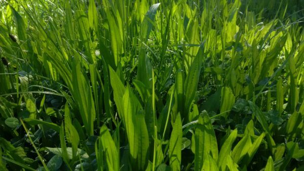 Buy NZ grass, ryegrass, Forage crop and shirohie Millet online at Wesco Seeds