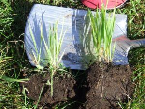 Wesco Seeds sell liquid fertiliser online