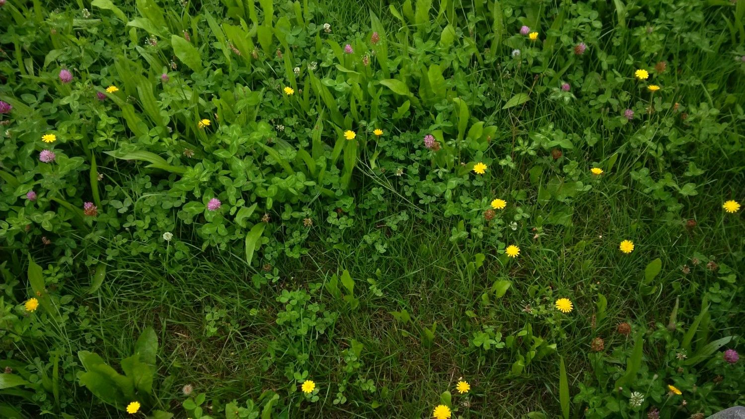 Wesco Seeds sell grass seed and clover seed, pasture seed and lawn seed online
