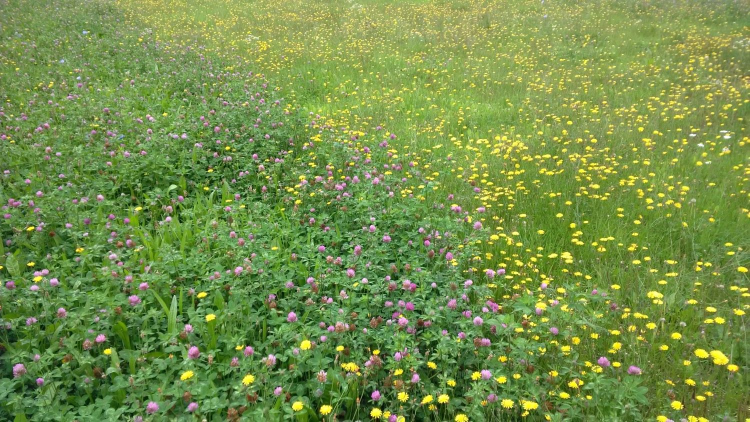 Wesco sells grass seed, lawn seed, pasture seed and clover seed