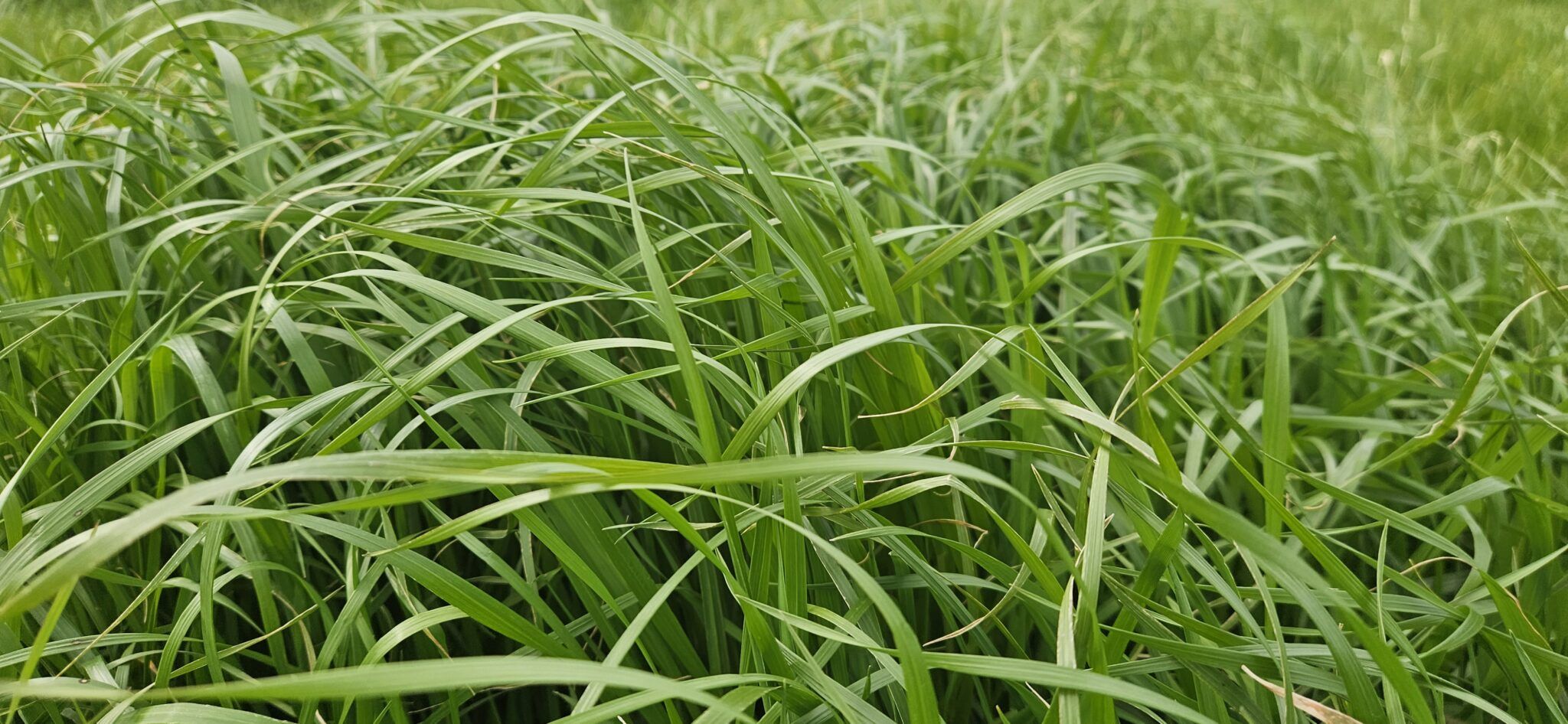 Moata Italian Ryegrasses Wesco Seeds