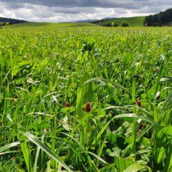 Chicory/Plantain/White Clover/Red Clover Mix