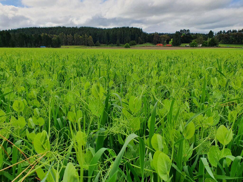 A field of peas and oats