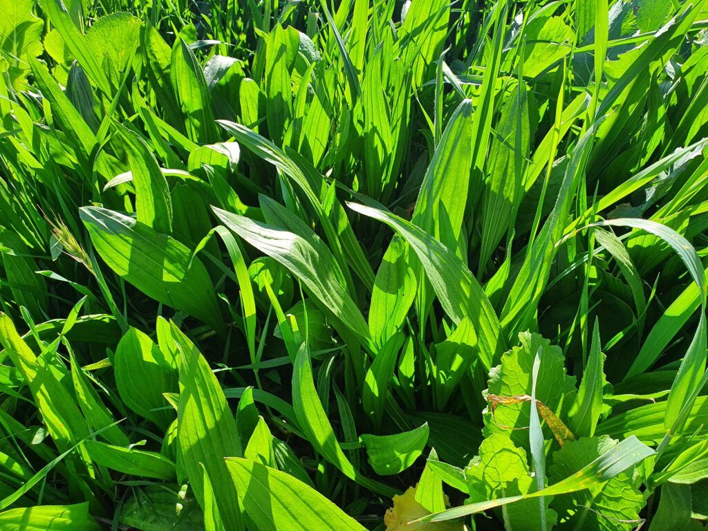 Drover Plantain Chicory And Plantain Plantain Wesco Seeds