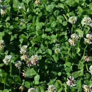Clovers and Legumes