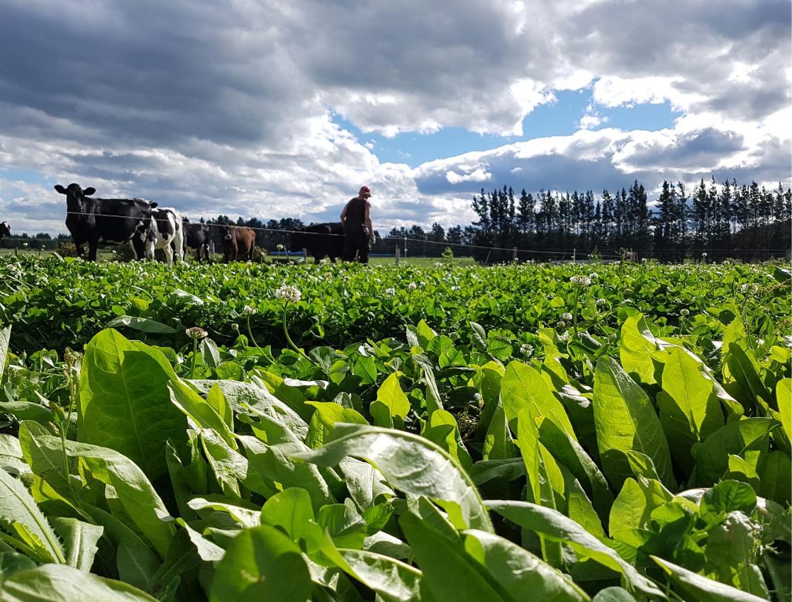 Products Wesco Seeds