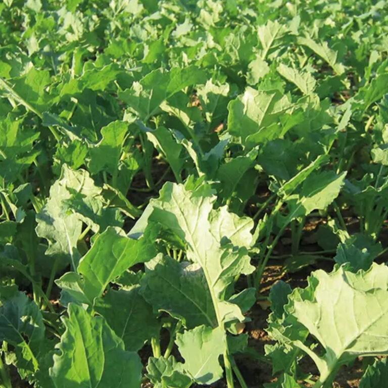 Brassicas Wesco Seeds, New Zealand